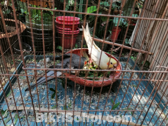কোকাটেল পাখি